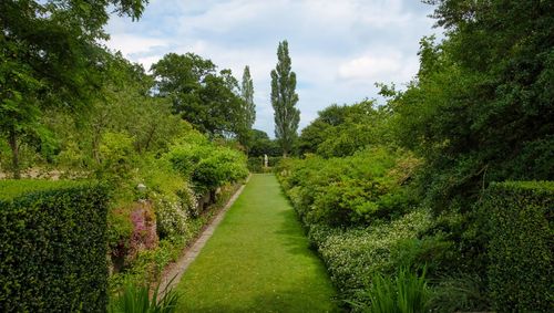 Footpath amidst trees against sky