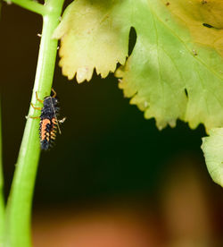 Close-up of insect on leaf