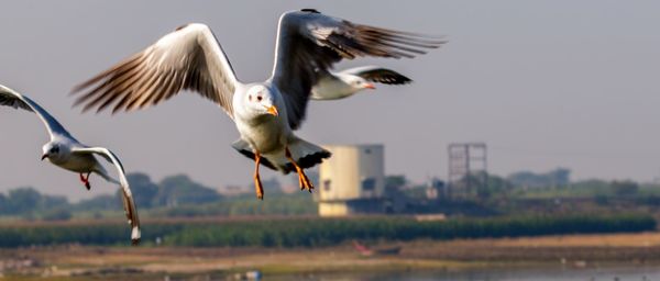 Birds flying over the field