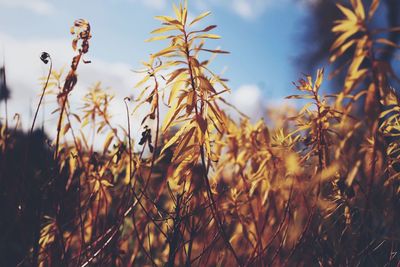 Close-up of fresh plants on field against sky