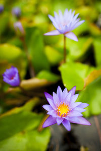 Close-up of purple water lily blooming outdoors