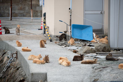 View of dogs in building