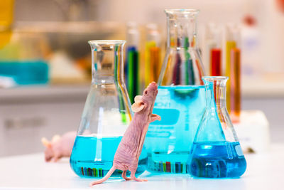 Close-up of mouse figurine and chemical flasks on table in laboratory