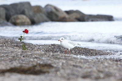 Close-up of bird on rock at beach