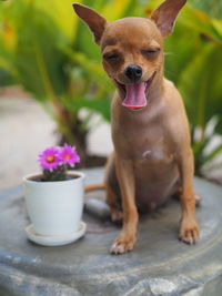 Close-up of a dog