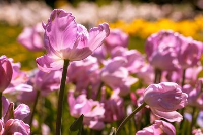 Close-up of pink flowering plant