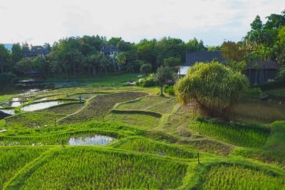 Scenic view of grassy field against sky