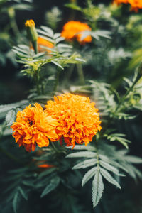 Close-up of orange marigold flowers