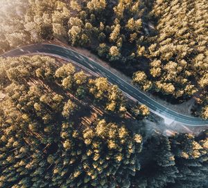 High angle view of road amidst trees