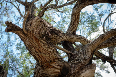 Low angle view of tree trunk in forest