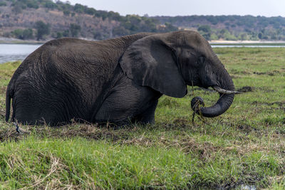 View of elephant on field