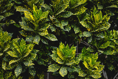 Full frame shot of fresh green leaves