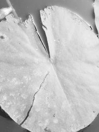 Close-up high angle view of leaf