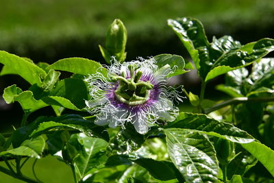 Close-up of purple flowering plant