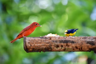 Bird perching on branch