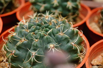 Close-up of cactus plant in pot