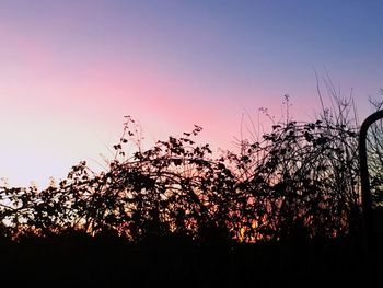 Low angle view of silhouette trees against sky at sunset
