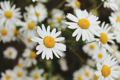 Close-up of white daisy flowers