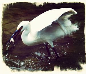 Close-up of bird perching in water