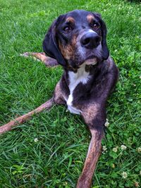 Portrait of dog sitting on grass