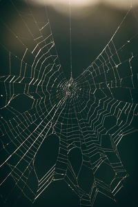 Close-up of spider web at night