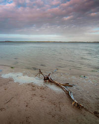 Driftwood on beach against sky