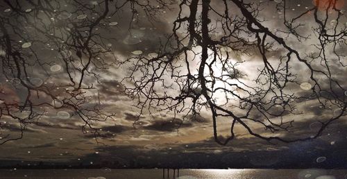 Bare trees by calm lake