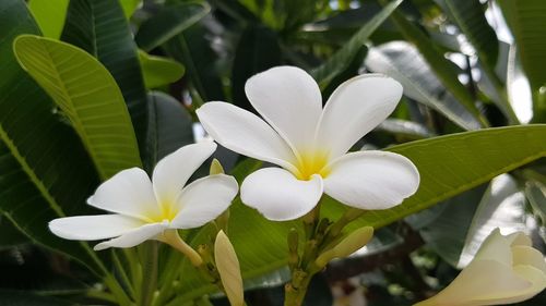 Close-up of white flowering plant