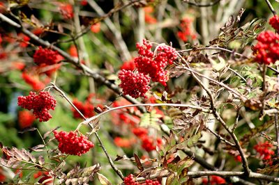 Close-up of red berries on tree