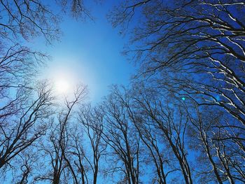 Low angle view of bare trees against blue sky