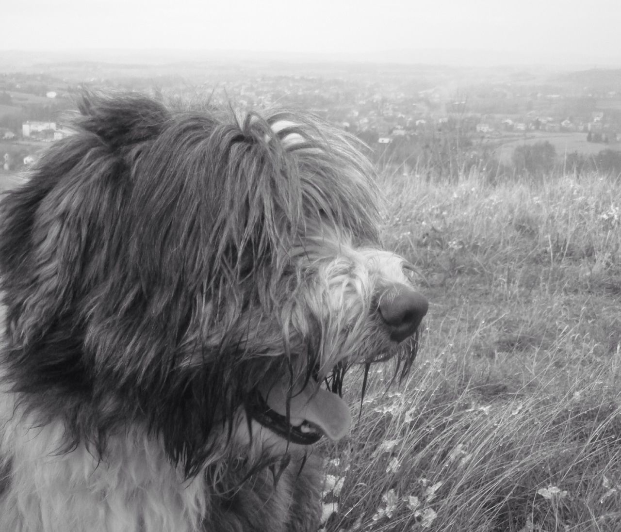 one animal, domestic animals, animal themes, dog, mammal, pets, animal hair, field, one person, animal head, looking away, day, close-up, focus on foreground, outdoors, side view, nature, rear view, animal body part, canine