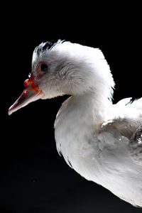 Close-up of seagull against black background