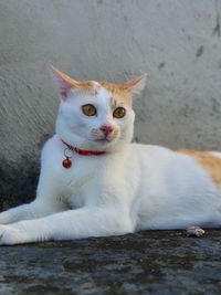 Close-up portrait of white cat