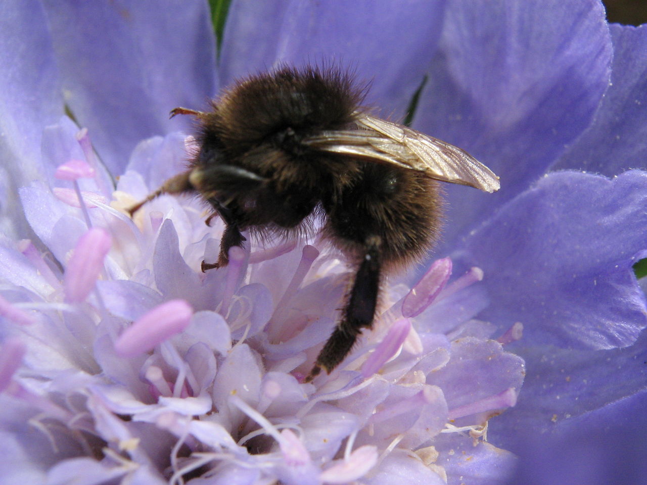 flower, nature, freshness, fragility, beauty in nature, petal, purple, insect, animal themes, one animal, animals in the wild, close-up, growth, flower head, bumblebee, plant, pollen, no people, pollination, blooming, bee, outdoors, day, eastern purple coneflower