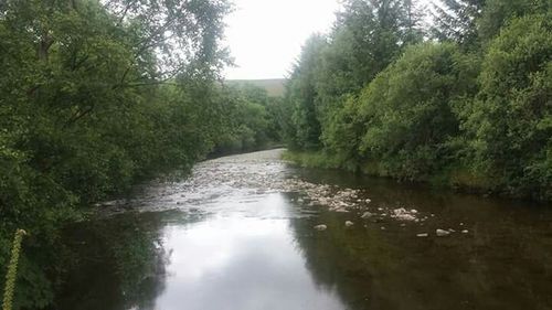 Reflection of trees in water