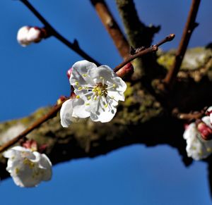 Close-up of white cherry blossoms in spring