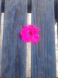 Close-up of pink flower on wood