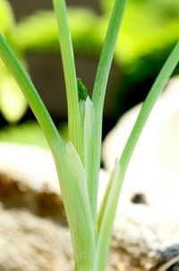 Close-up of plant