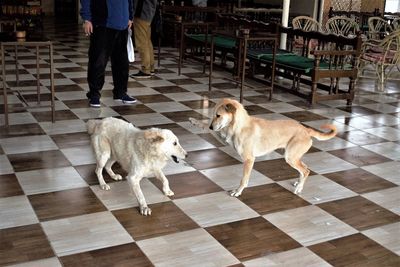 Low section of dog standing on floor