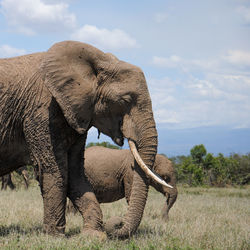 Close-up of elephant on field against sky