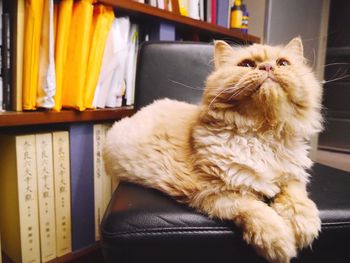 Close-up of cat sitting on sofa