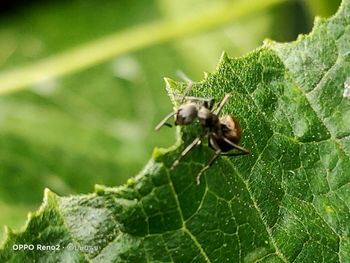 Close-up of insect on leaf