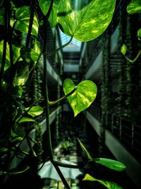 Close-up of heart shape leaf on plant