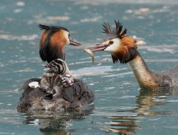 Birds in lake