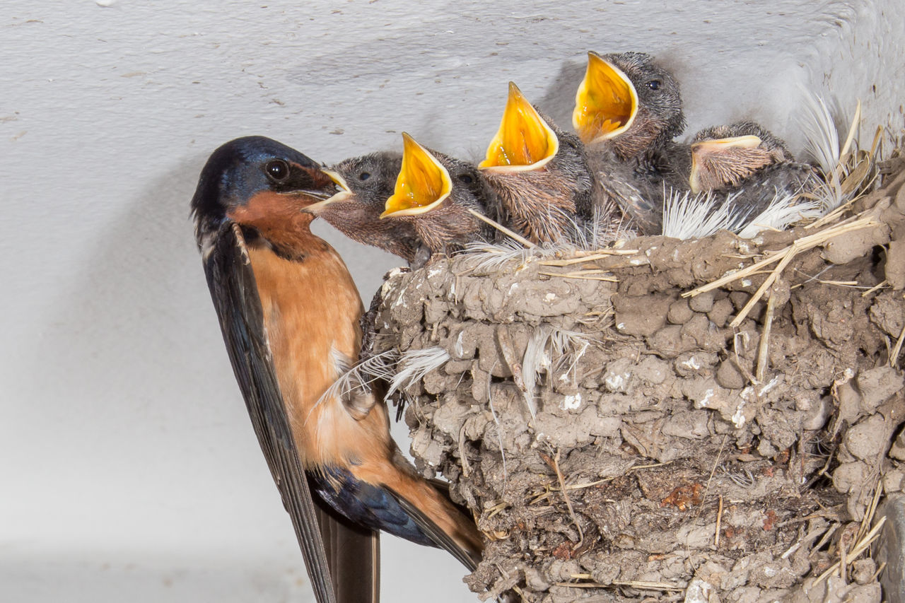 CLOSE-UP OF A BIRD IN NEST