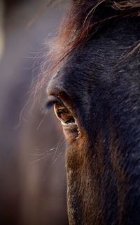 Horse close up