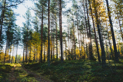 Trees in forest