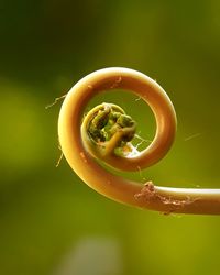 Close-up of soup served on green plant