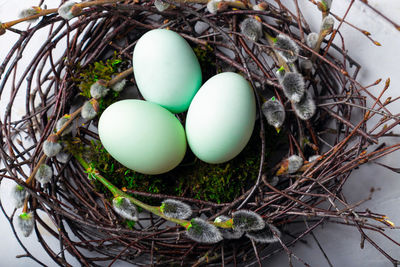 Close-up of eggs in nest