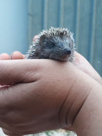 Cropped hands of person holding hedgehog